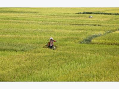 China set to cut into India, Vietnam rice exports in 2017 - USDA