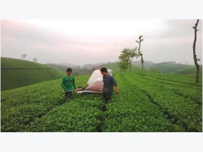 VN brewing better tea quality