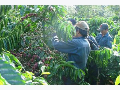 Deal expected to revive Vietnams coffee industry