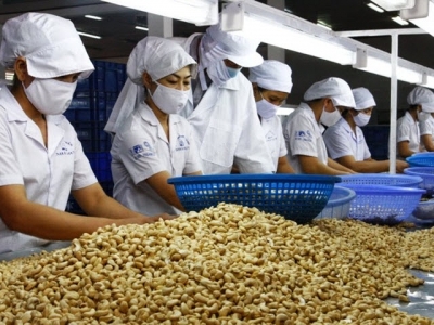 Cashew firms temporarily halt African imports