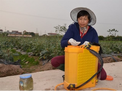 Ba tuyệt chiêu trồng rau sạch khiến mọi người bái phục