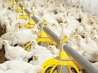 7 habits of successful broiler producers