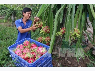 Nhà vườn xử lý thanh long cho trái mùa đạt lợi nhuận cao