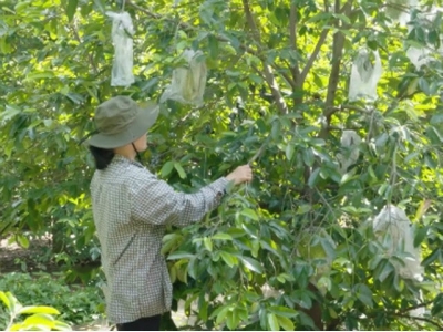 Mãng cầu xiêm đắt giá khi được chế biến thành trà