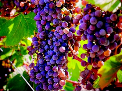 Cropped: How to Grow Cold-Hardy Wine Grapes