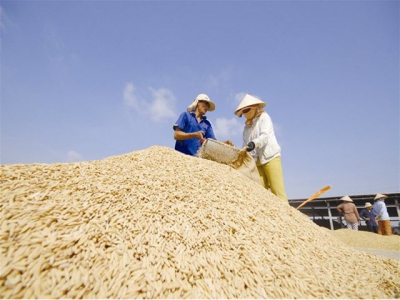 Rice export growth may slow as demand drops from big customers