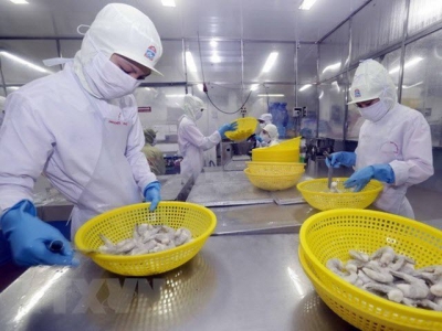 Kien Giang focuses on shrimp farming in 2019