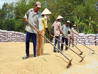 Rice exports slump, food association seeks government help