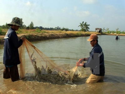 Ca Mau builds brands for agro-forestry-fishery staples