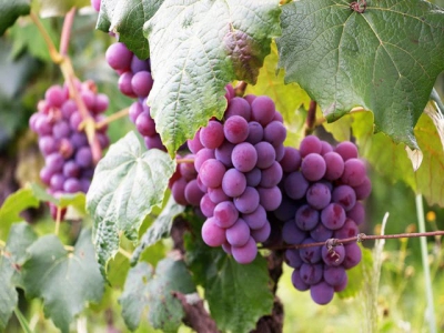 Increase wine grape profits with successful mechanisation