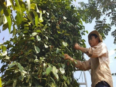 Pepper prices at record lows during harvest season