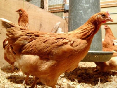 Modified hens could produce medical proteins in eggs