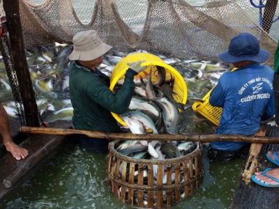 Việt Nam to see $2.4b in tra fish exports this year