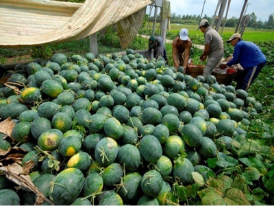 Vietnams watermelons face tougher regulations from China