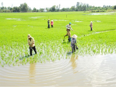 Giải pháp cho cây lúa vùng đất phèn