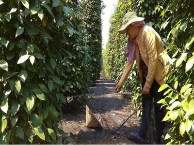 Life hard for local pepper farmers