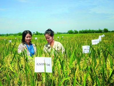 Vietnamese rice finally makes a name for itself