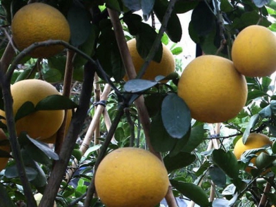 Dien pomelo - a Hanoi speciality