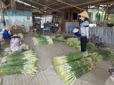 Khởi nghiệp thành công từ đôi bàn tay trắng với cây hoa huệ