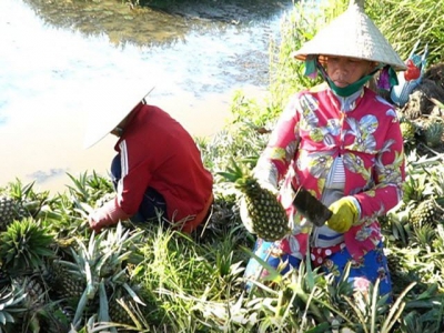 Hau Giang Nearly 70 million USD needed for agro sector