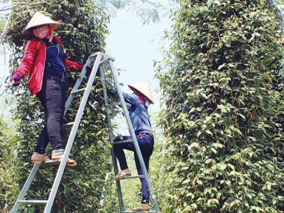 Bình Phước pepper prices down, spelling struggles for farmers