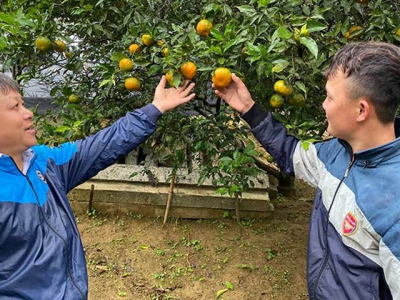 Sweet fruit season in Nam Son