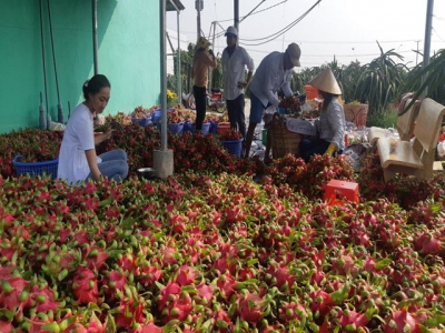 Long An: Discuss solutions to rescue nearly 30,000 tons of dragon fruits