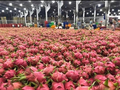 Local enterprise helps consume dragon fruit amid growing concerns over coronavirus