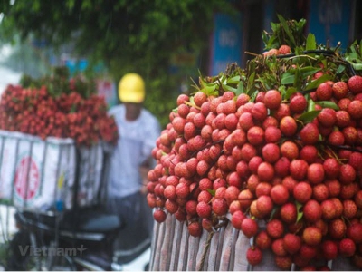 Japans decision opens new doors for Vietnamese thieu lychee