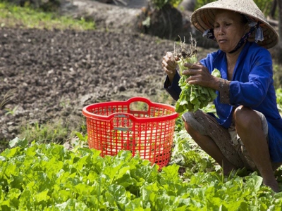 VietGap vegetables yield high incomes for Kiên Giang farmers