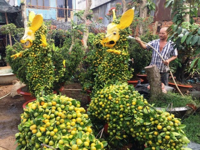 Mekong Delta farmers sell out 80 percent of flower production for Tet holidays