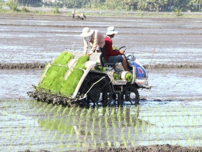 Rice cultivation no longer toiling, moiling