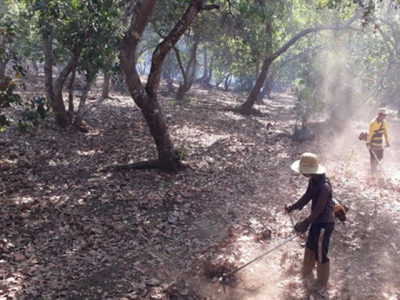 Bình Phước farmers have good cashew harvest