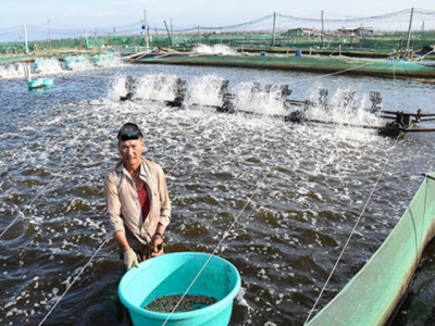 Cách nào giảm chi phí đầu vào?