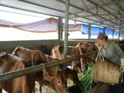 Những giống cỏ 'cứu sống' ngành chăn nuôi ở cao nguyên đá