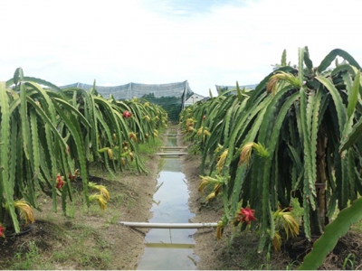 Organic dragon fruit cultivation expands in Long An