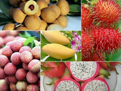 Fruit, nut exports to demanding markets enjoy growth