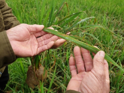 Thời tiết âm u, chủ động phòng trừ bệnh đạo ôn từ sớm