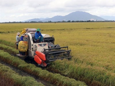 High rice export price benefits farmers