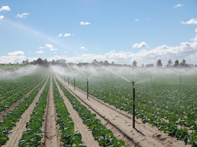 Farmer fixes salty soil to plant fruit for export