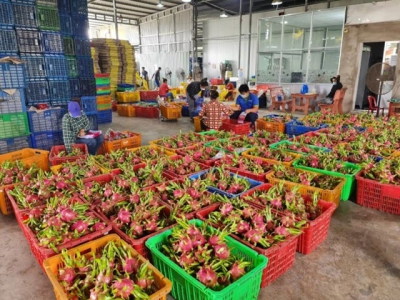 Linking with farmers to build the value for dragon fruit