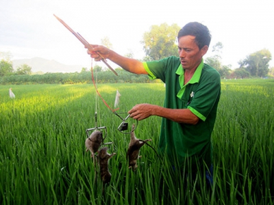 Phòng, chống chuột hại cây trồng