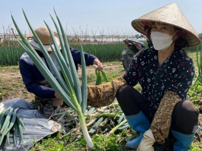 Triển vọng giống hành lá và cải thảo nhập từ Hàn Quốc