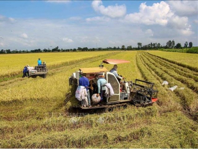 Rice output up 1.1 million tonnes in 2021