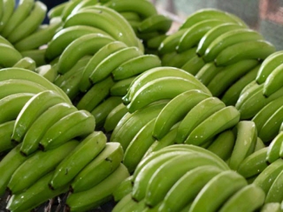 Vietnams bananas imported into Japan continue to increase sharply