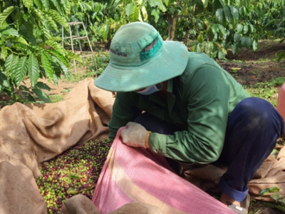 Raise awareness to improve coffee quality through VnSAT