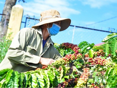 Coffee growers participating in the VnSAT project wish to cooperate with many large