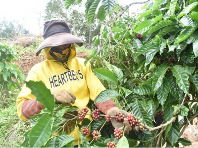 Central Highlands district develops high-quality coffee growing areas