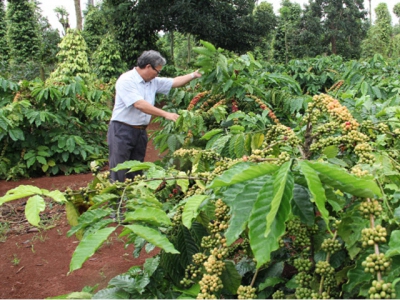 VnSAT contributes to the sustainable development of coffee cooperatives