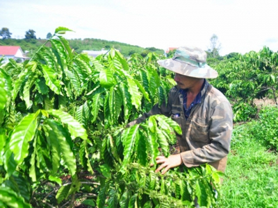 Coffee replanting, the effectiveness of the VnSAT credit fund